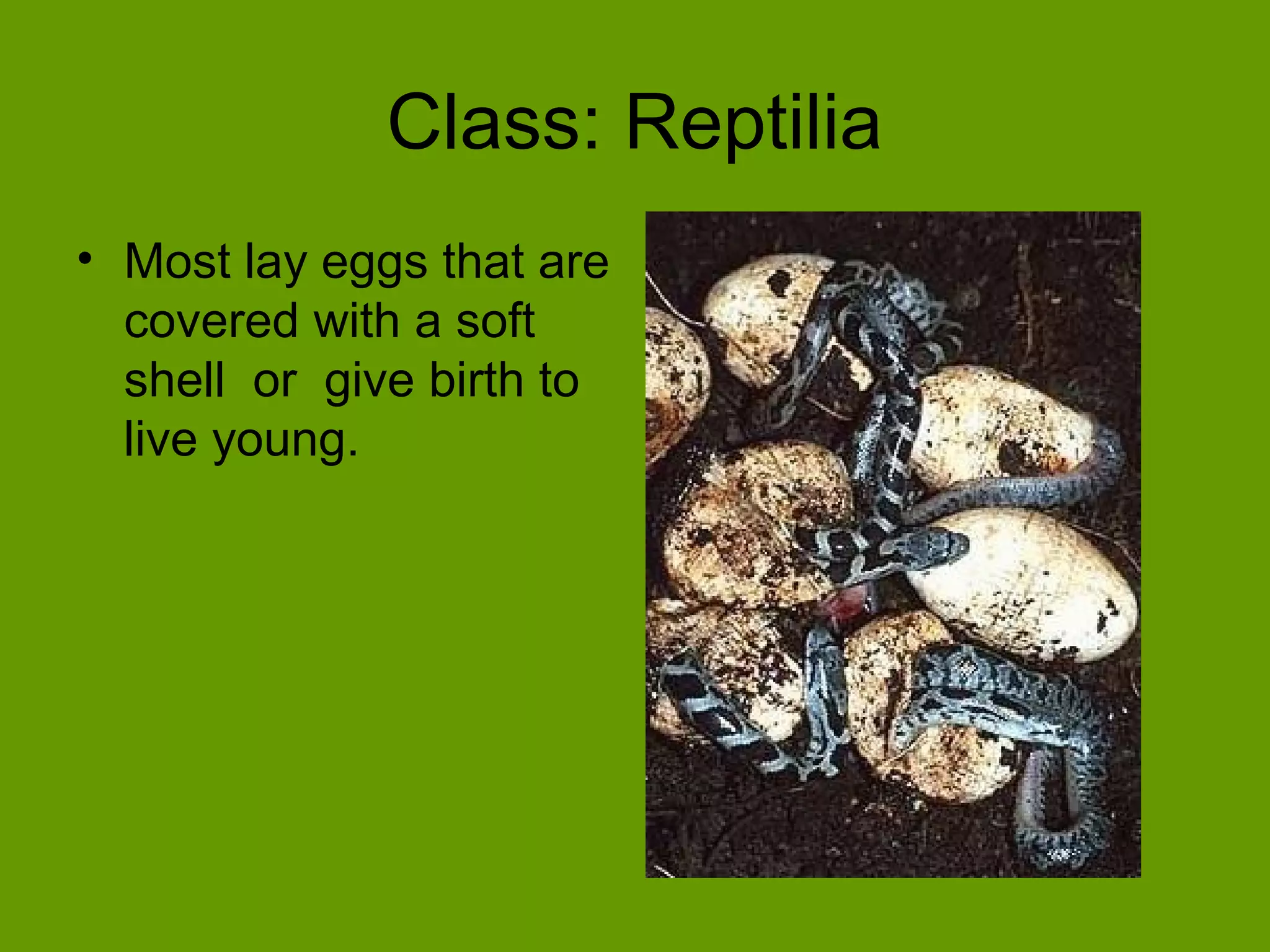 Class: Reptilia
• Most lay eggs that are
covered with a soft
shell or give birth to
live young.
 