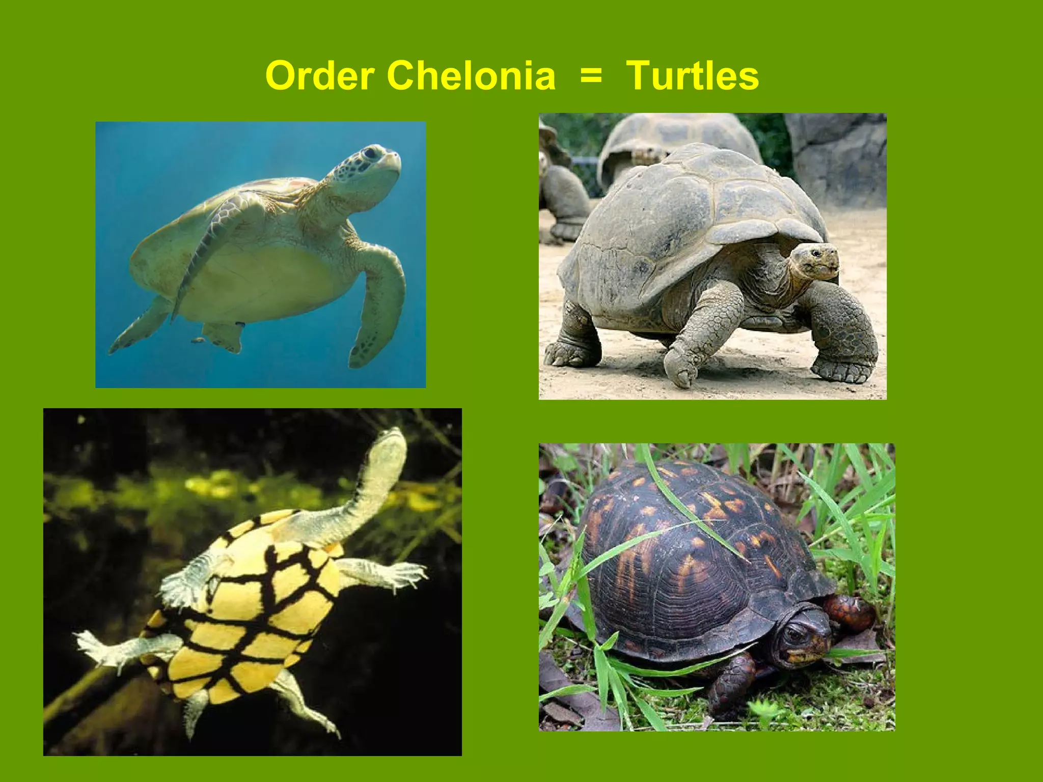 Order Chelonia = Turtles
 