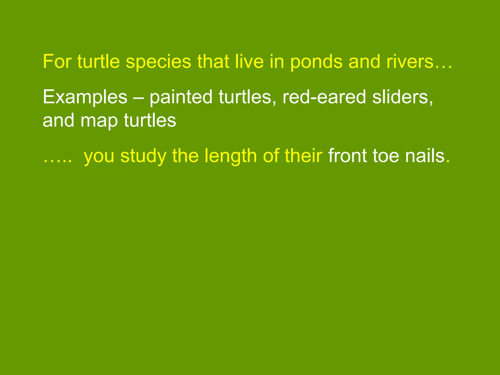 For turtle species that live in ponds and rivers…
Examples – painted turtles, red-eared sliders,
and map turtles
….. you study the length of their front toe nails.
 