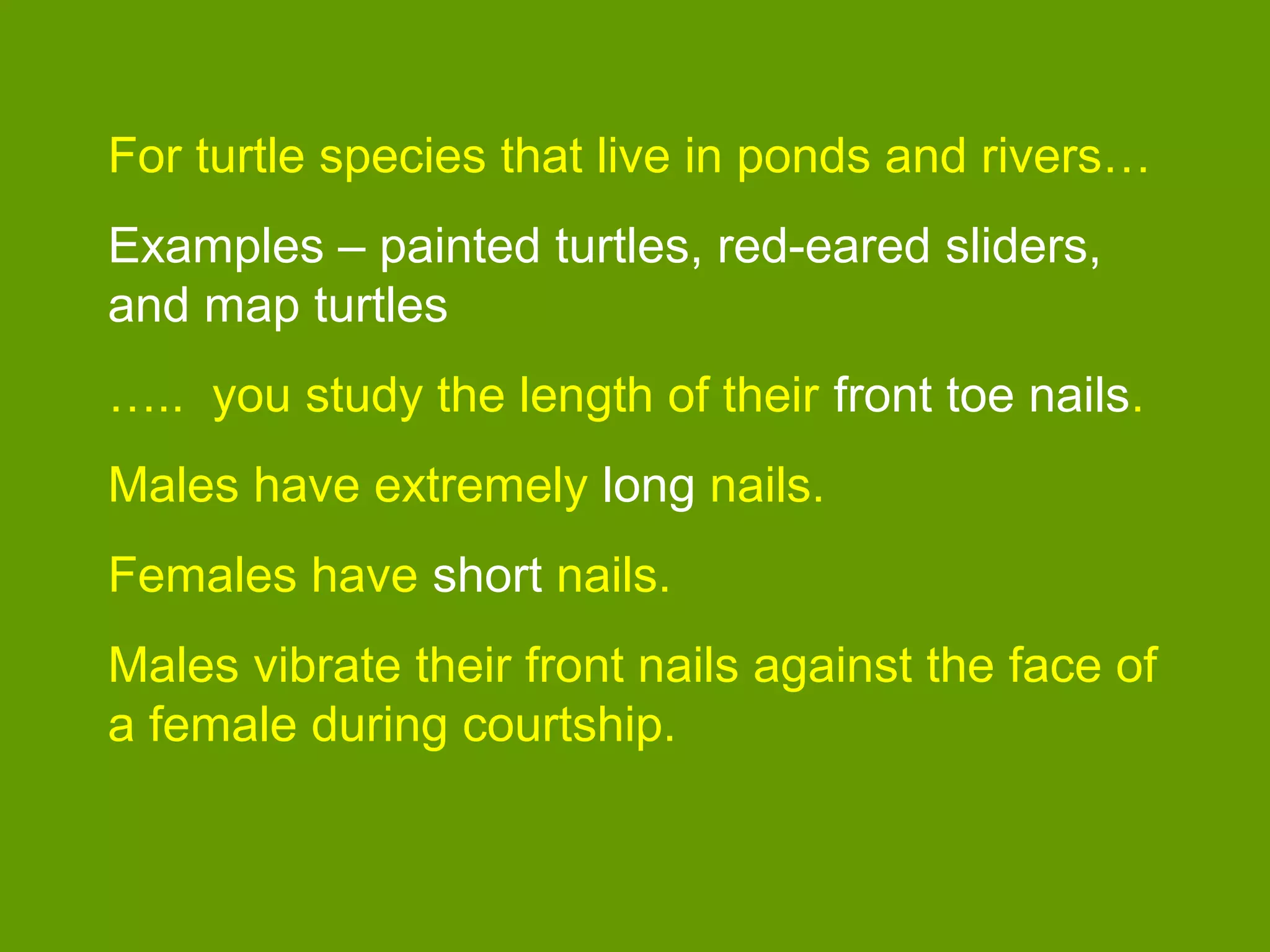 For turtle species that live in ponds and rivers…
Examples – painted turtles, red-eared sliders,
and map turtles
….. you study the length of their front toe nails.
Males have extremely long nails.
Females have short nails.
Males vibrate their front nails against the face of
a female during courtship.
 