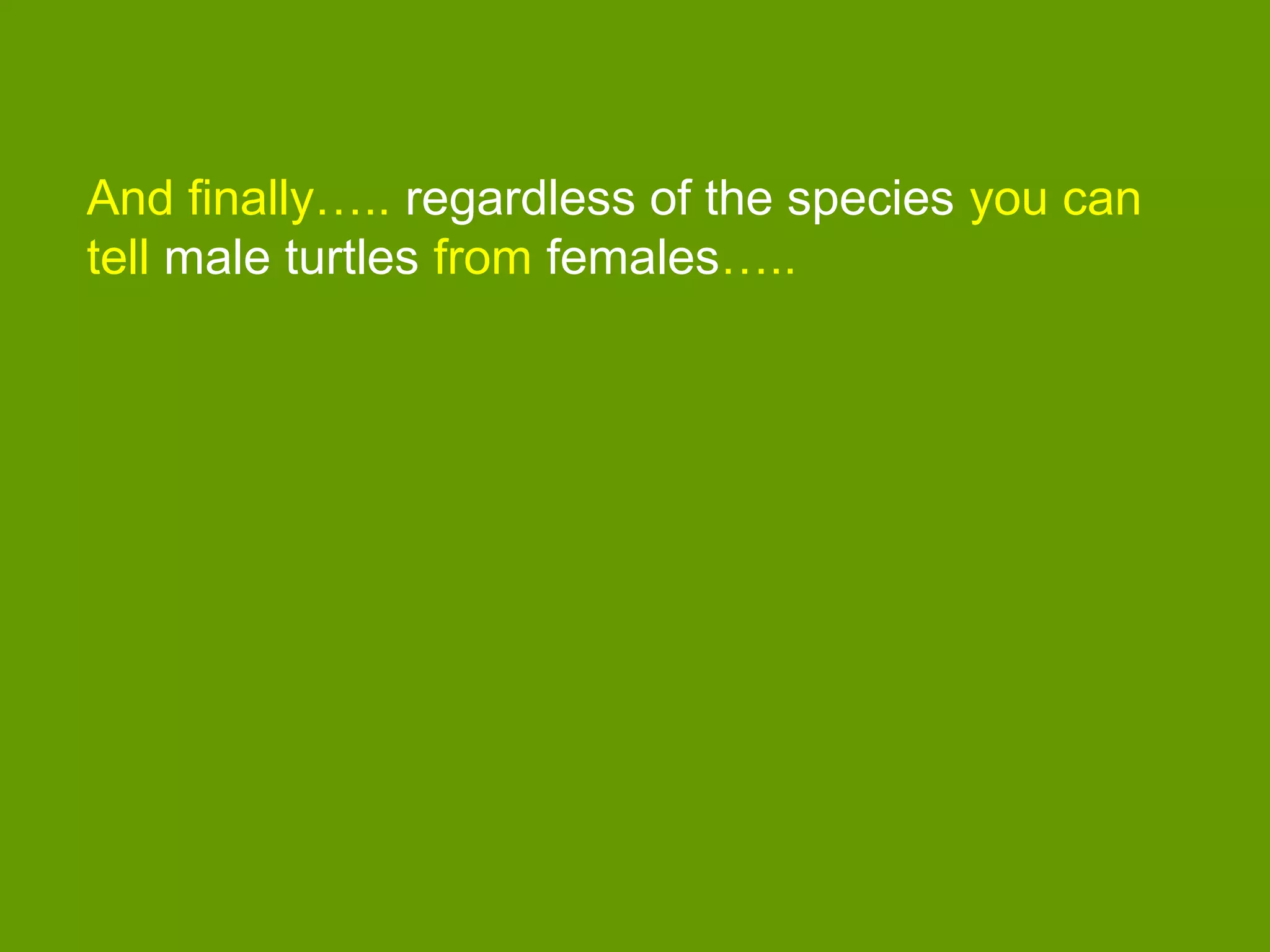 And finally….. regardless of the species you can
tell male turtles from females…..
 