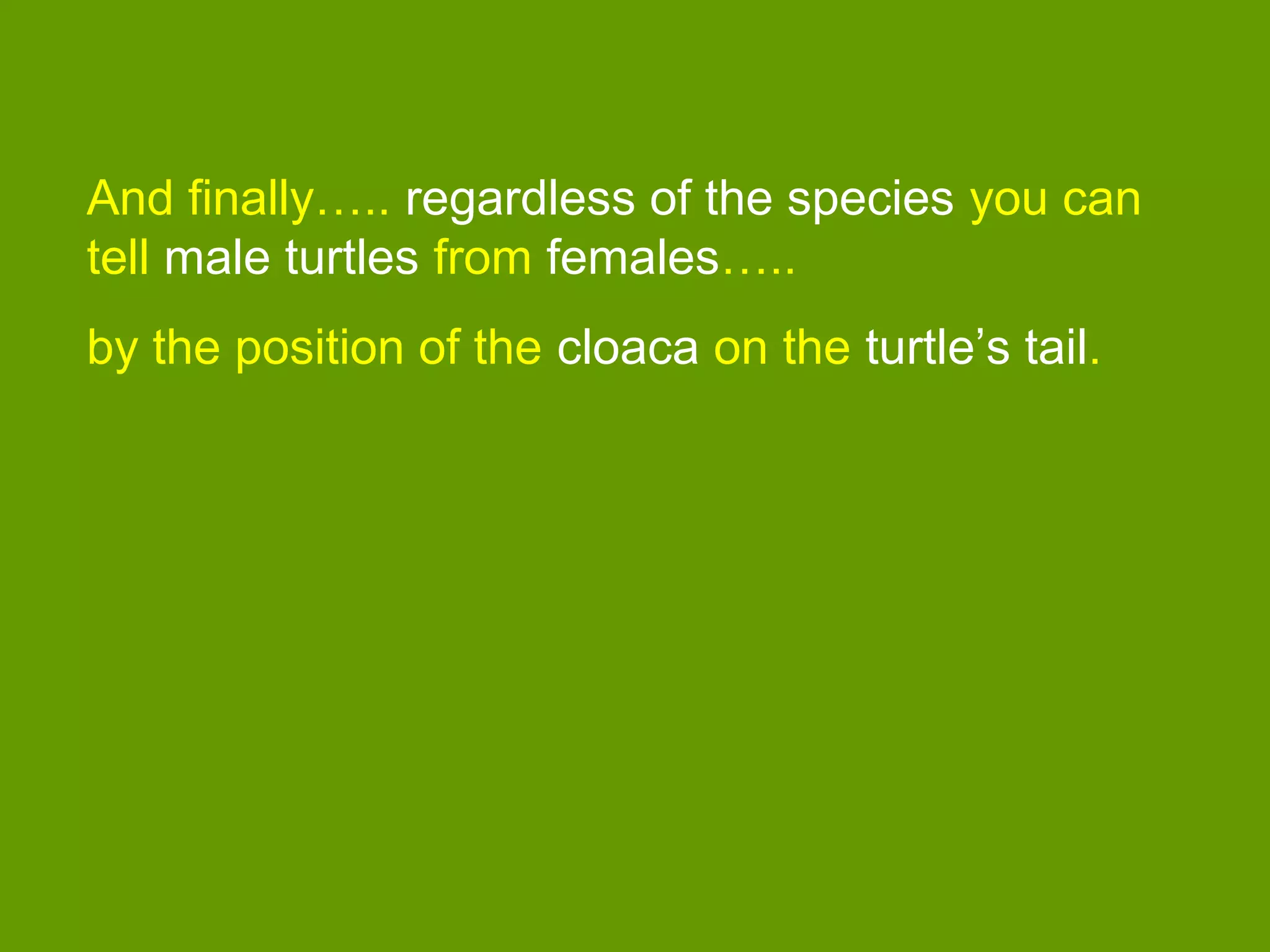 And finally….. regardless of the species you can
tell male turtles from females…..
by the position of the cloaca on the turtle’s tail.
 
