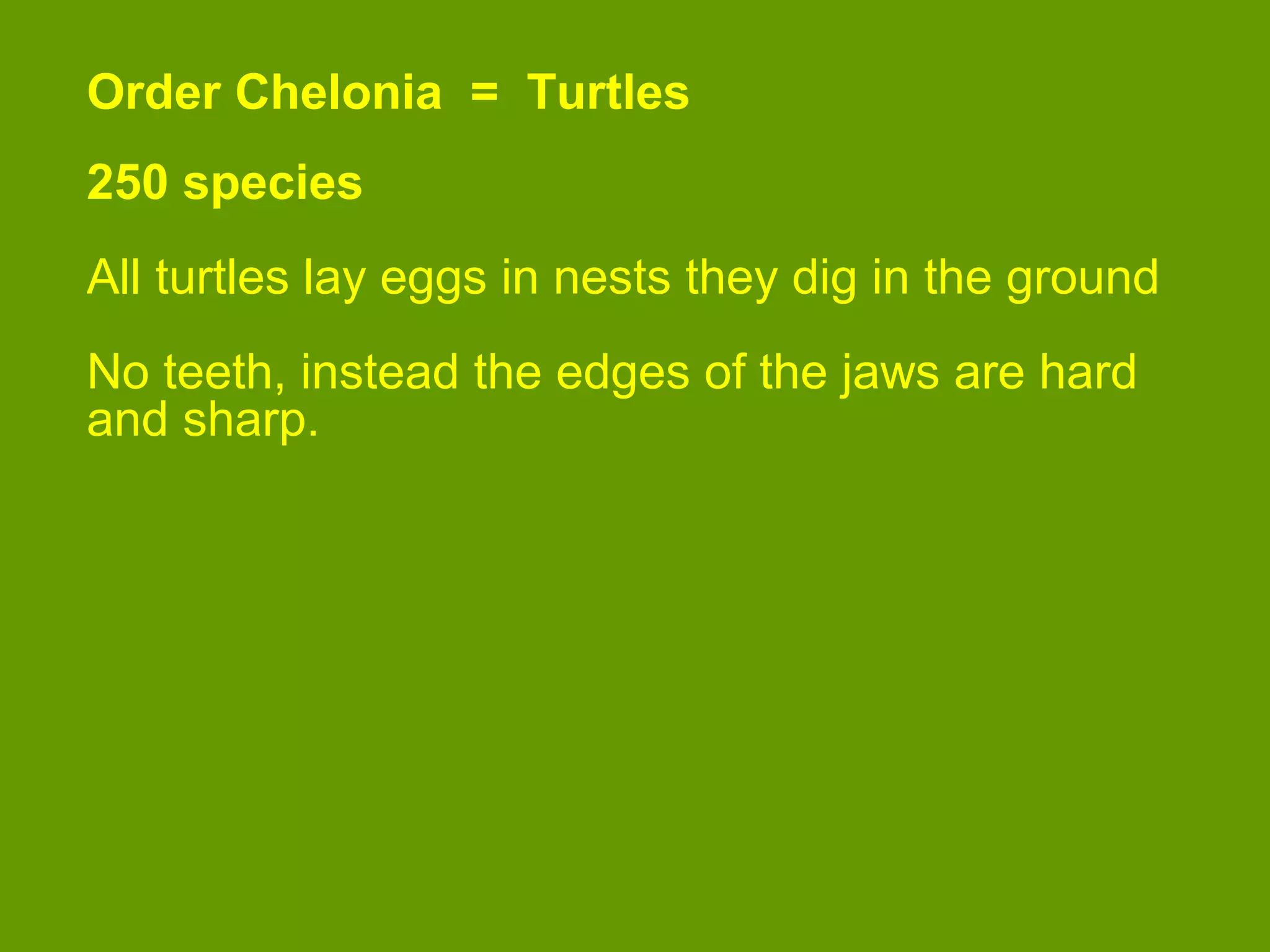Order Chelonia = Turtles
250 species
All turtles lay eggs in nests they dig in the ground
No teeth, instead the edges of the jaws are hard
and sharp.
 