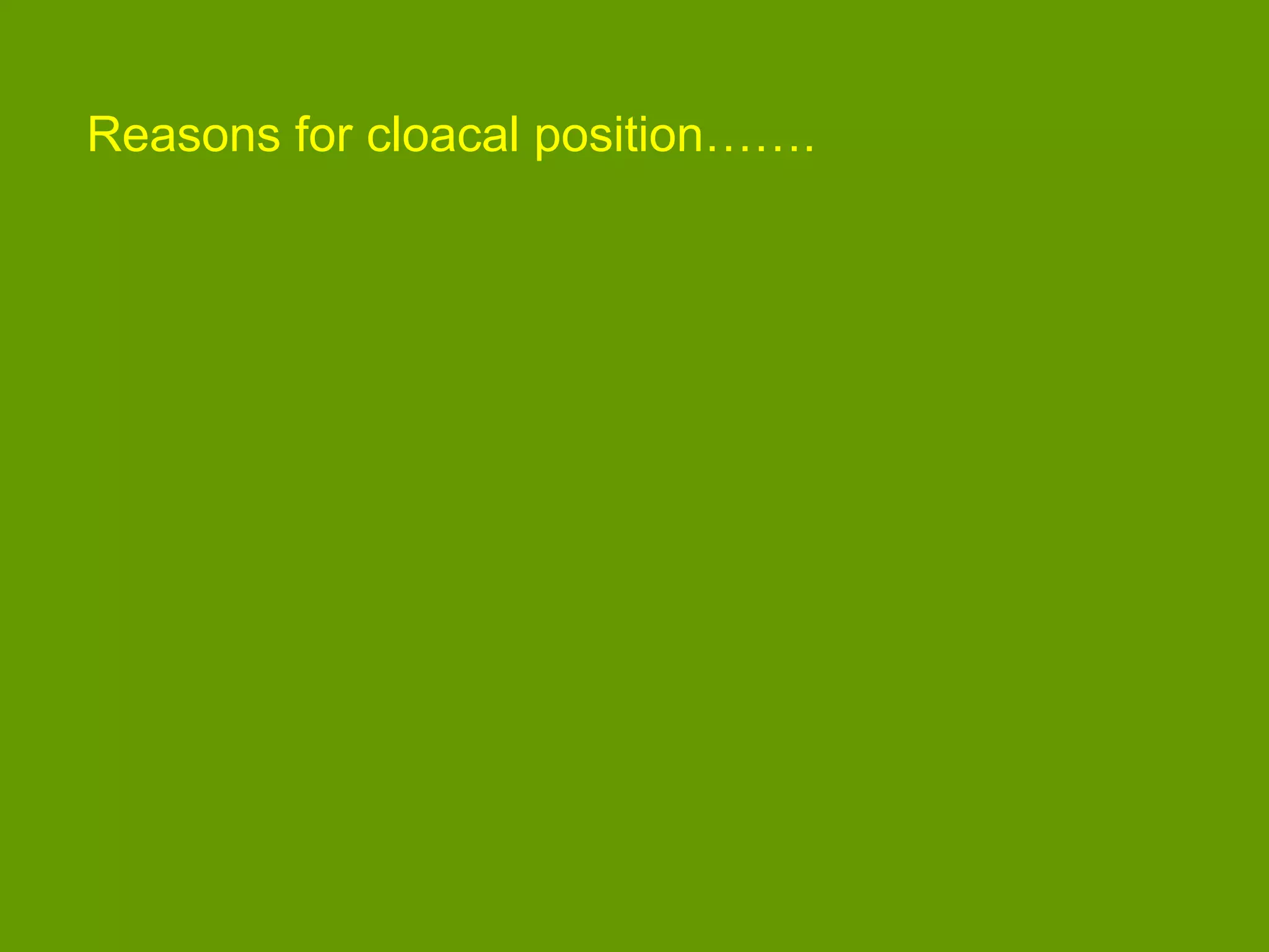 Reasons for cloacal position…….
 