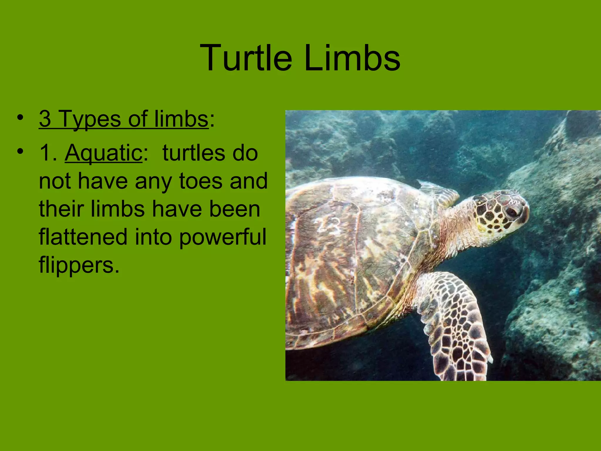 Turtle Limbs
• 3 Types of limbs:
• 1. Aquatic: turtles do
not have any toes and
their limbs have been
flattened into powerful
flippers.
 