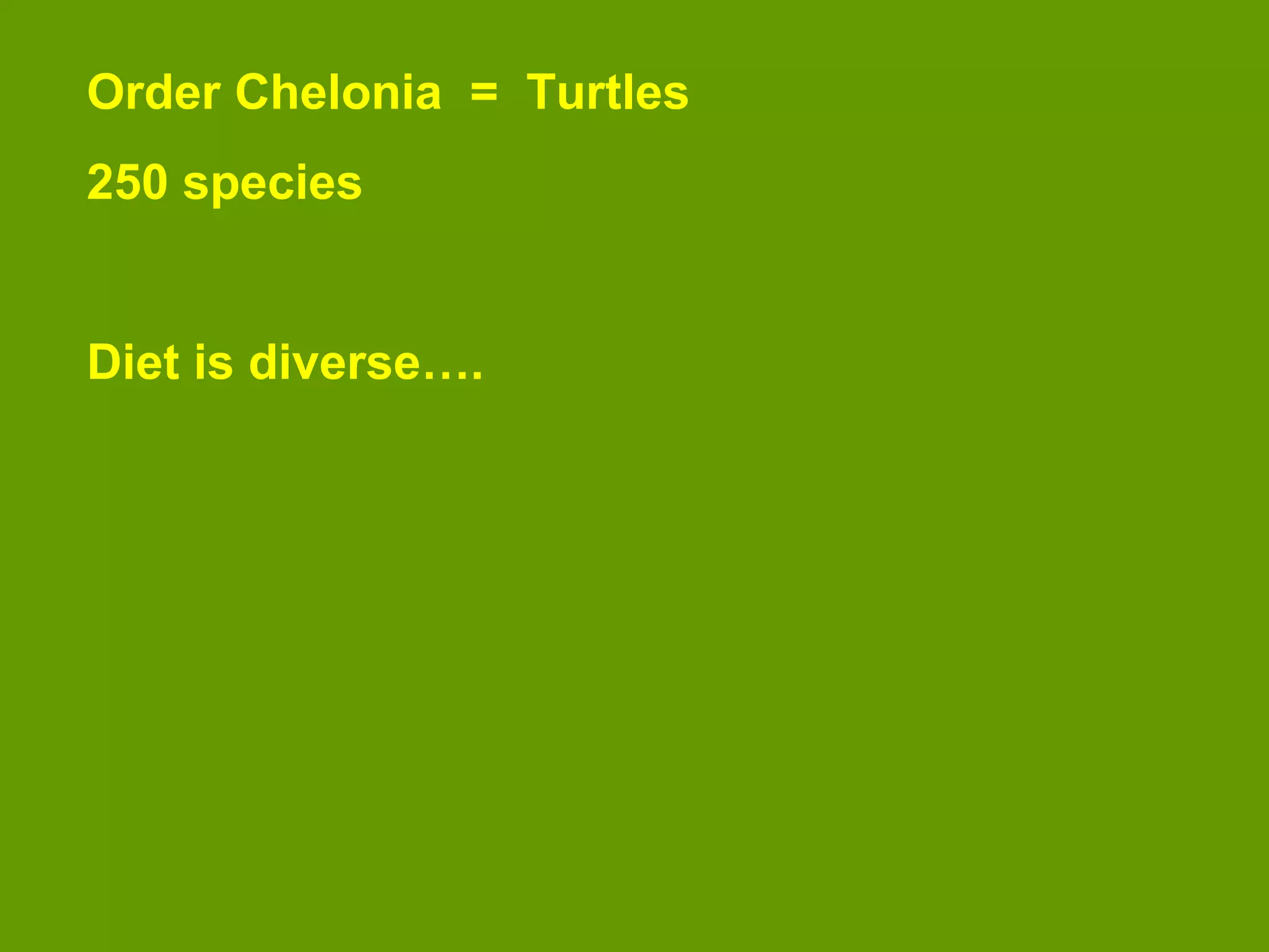 Order Chelonia = Turtles
250 species
Diet is diverse….
 