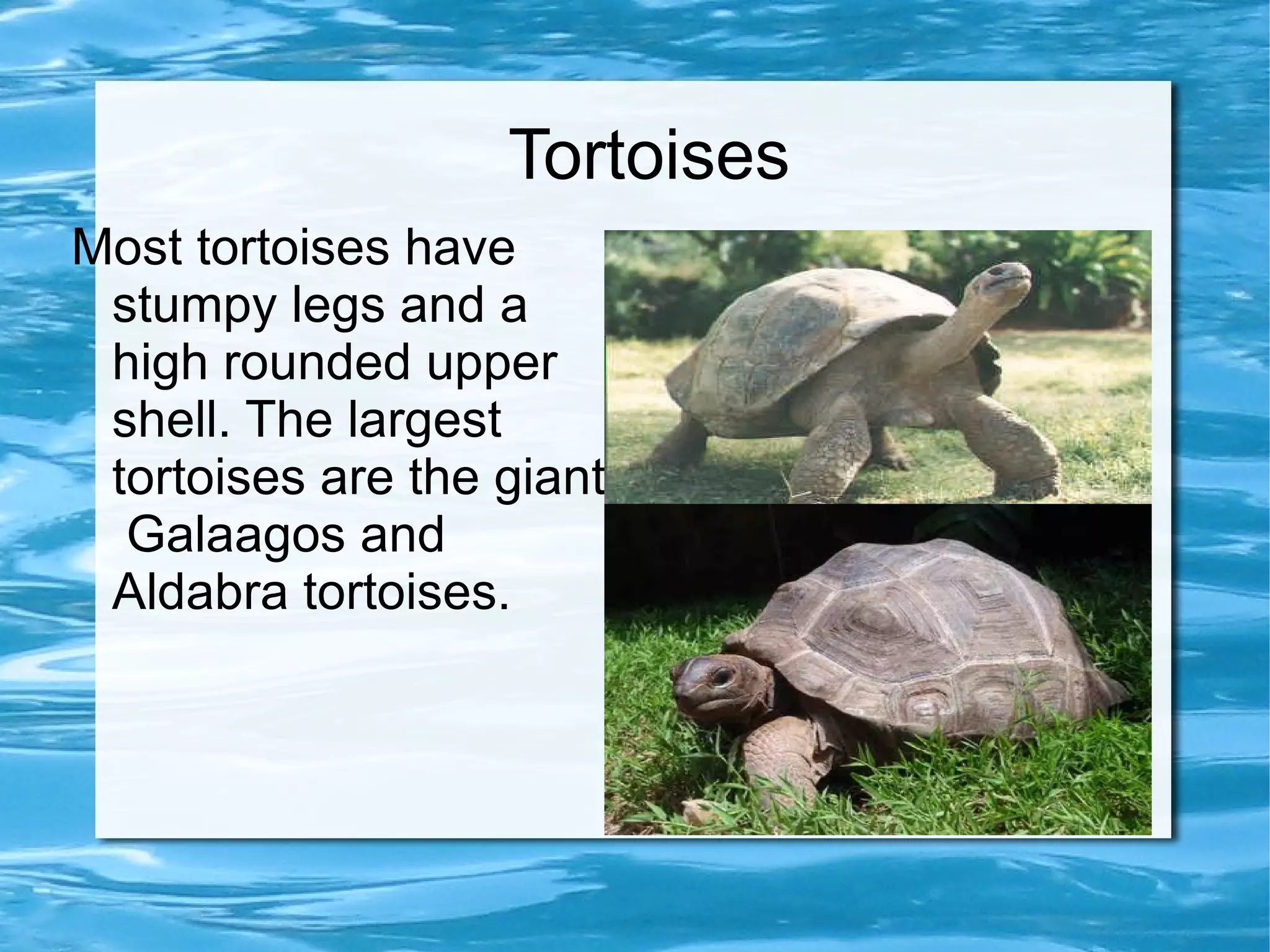 Tortoise Slideshow Turtles and tortoises kateri 6b | PPT