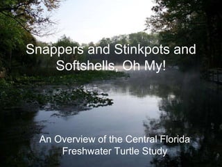 Snappers and Stinkpots and
Softshells, Oh My!
An Overview of the Central Florida
Freshwater Turtle Study
 