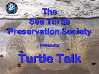 The
Sea Turtle
Preservation Society
Presents
Turtle Talk
 