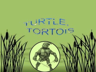 TURTLE,  TORTOIS  