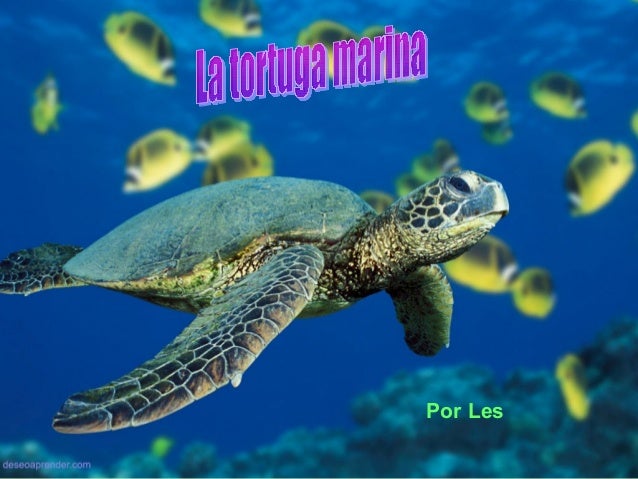 Resultado de imagen para tortuga marina