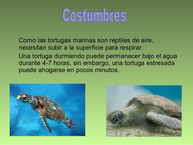 La tortuga marina