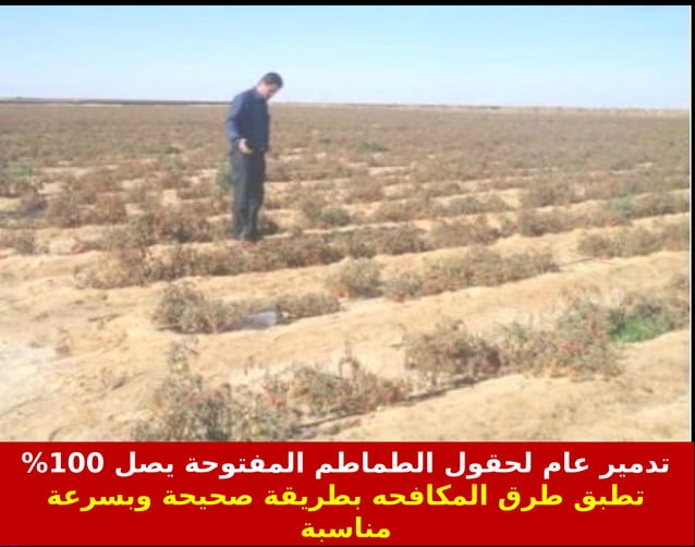 Tuta absoluta insect morphology and control | PPT