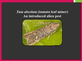 Tuta absoluta (tomato leaf miner)
An introduced alien pest
 
