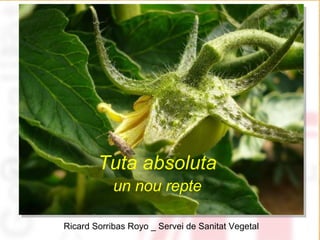 Tuta absoluta  un nou repte   Ricard Sorribas Royo _ Servei de Sanitat Vegetal 