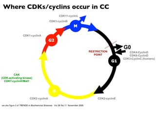Where CDKs/cyclins occur in CC
                                                CDK11-cyclinL
                                          CDK1-cyclinB




                       CDK1-cyclinA



                                                                                    G0
                                                                RESTRICTION            CDK4-CyclinD
                                                                   POINT               CDK6-CyclinD
                                                                                    CDK3-CyclinC (humans)




         CAK
(CDK-activating kinase)
  CDK7-cyclinH/Mat1




                           CDK2-cyclinA                              CDK2-cyclinE

see also Figure 3 of
 