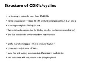 Structure of CDK’s/cyclins

• cyclins vary in molecular mass from 30-45KDa
• homologous region: ~100aa, 30-50% similarity amongst cyclins A, B, D1 and E
• homologous region called cyclin box
• ﬁve-helix-bundle, responsible for binding to cdks (and sometimes substrate)
• 2nd-ﬁve-helix bundle similar in fold but not sequence


• CDKs more homologous (40-75% similarity CDK1-7)
• conserved catalytic core of 300aa
• same fold and tertiary structure, but differences in catalytic site
• two substrates: ATP and protein to be phosphorylated
 