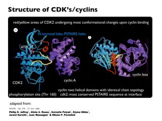Structure of CDK’s/cyclins
  red/yellow: areas of CDK2 undergoing most conformational changes upon cyclin binding


                  N-terminal lobe, PSTAIRE helix


       ATP




                                                                               cyclin box
                                   cyclin A
  CDK2
                              cyclin: two helical domains with identical chain topology
phosphorylation site (Thr 160) cdk2: most conserved PSTAIRE sequence at interface

adapted from:
 