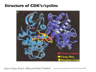 Structure of CDK’s/cyclins
 