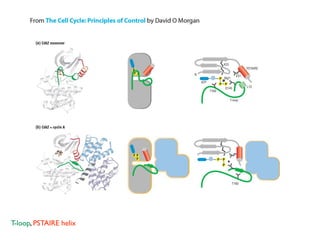 T-loop, PSTAIRE helix
 