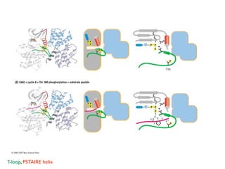 T-loop, PSTAIRE helix
 