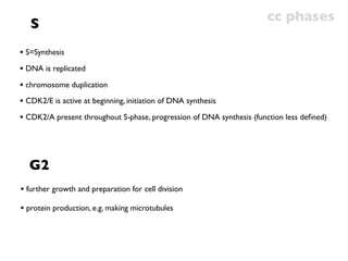 cc phases
   S
• S=Synthesis
• DNA is replicated
• chromosome duplication
• CDK2/E is active at beginning, initiation of DNA synthesis
• CDK2/A present throughout S-phase, progression of DNA synthesis (function less deﬁned)



  G2
• further growth and preparation for cell division
• protein production, e.g. making microtubules
 