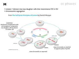 M                                                                                cc phases
       • mitosis = division into two daughter cells that recommence CC in G1
       • chromosome segregation



           cytokinesis:
distribution of duplicated nuclei
  and cytoplasmic components
 into daughter cells by division
          of mother cell




                                                                         sister-chromatids are attached
                                                                          to opposite poles of spindle

                                       sister-chromatids are separated
 