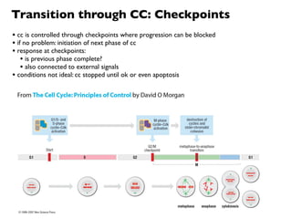 Transition through CC: Checkpoints
• cc is controlled through checkpoints where progression can be blocked
• if no problem: initiation of next phase of cc
• response at checkpoints:
    • is previous phase complete?
    • also connected to external signals
• conditions not ideal: cc stopped until ok or even apoptosis
 