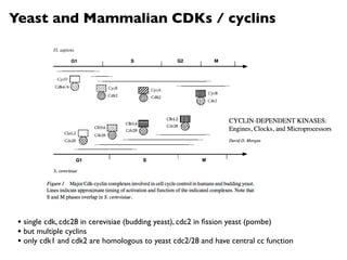 Yeast and Mammalian CDKs / cyclins




 • single cdk, cdc28 in cerevisiae (budding yeast), cdc2 in ﬁssion yeast (pombe)
 • but multiple cyclins
 • only cdk1 and cdk2 are homologous to yeast cdc2/28 and have central cc function
 