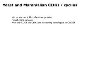 Yeast and Mammalian CDKs / cyclins

    • in vertebrates: > 10 cdc2-related proteins
    • much more complex?
    • no, only CDK1 and CDK2 are functionally homologous to Cdc2/28
 
