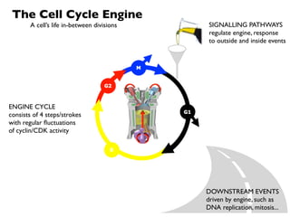 The Cell Cycle Engine
        A cell’s life in-between divisions    SIGNALLING PATHWAYS
                                              regulate engine, response
                                              to outside and inside events




ENGINE CYCLE
consists of 4 steps/strokes
with regular ﬂuctuations
of cyclin/CDK activity




                                             DOWNSTREAM EVENTS
                                             driven by engine, such as
                                             DNA replication, mitosis...
 