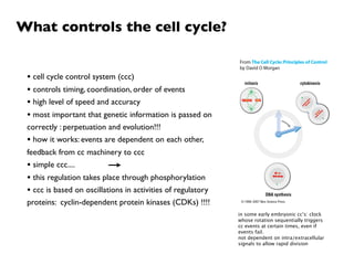 What controls the cell cycle?


 • cell cycle control system (ccc)
 • controls timing, coordination, order of events
 • high level of speed and accuracy
 • most important that genetic information is passed on
 correctly : perpetuation and evolution!!!
 • how it works: events are dependent on each other,
 feedback from cc machinery to ccc
 • simple ccc....
 • this regulation takes place through phosphorylation
 • ccc is based on oscillations in activities of regulatory
 proteins: cyclin-dependent protein kinases (CDKs) !!!!
                                                              in some early embryonic cc’s: clock
                                                              whose rotation sequentially triggers
                                                              cc events at certain times, even if
                                                              events fail.
                                                              not dependent on intra/extracellular
                                                              signals to allow rapid division
 