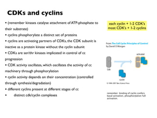 CDKs and cyclins
• (remember kinases catalyse attachment of ATP-phosphate to      each cyclin + 1-2 CDK’s
their substrate)                                                 most CDK’s + 1-2 cyclins
• cyclins phosphorylate a distinct set of proteins
• cyclins are activating partners of CDKs, the CDK subunit is
inactive as a protein kinase without the cyclin subunit
• CDKs are ser/thr kinases implicated in control of cc
progression
• CDK activity oscillates, which oscillates the activity of cc
machinery through phosphorylation
• cyclin activity depends on their concentration (controlled
through synthesis/degradation)
• different cyclins present at different stages of cc
                                                                 remember: binding of cyclin confers
•      distinct cdk/cyclin complexes                             basal activation, phosphorylation full
                                                                 activation.
 