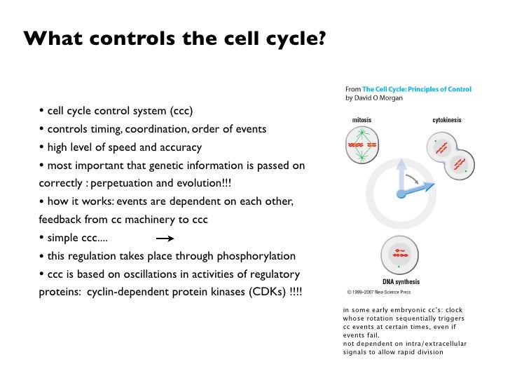 Cell cycle essay question