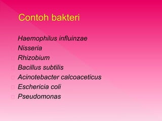 Contoh bakteri 
Haemophilus influinzae 
Nisseria 
Rhizobium 
Bacillus subtilis 
Acinotebacter calcoaceticus 
Eschericia coli 
Pseudomonas 
 