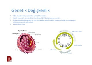 Genetik Değişkenlik
• HBV , Hepadnaviridae ailesinden zarflı DNA virüsüdür
• Küçük, kısmen çift sarmallı (DS), rahat dairesel DNA (rcDNA) genomu vardır.
• DNA virüsü olmasına rağmen bir RNA ara maddesi kullanır (yüksek mutasyon özelliği; her replikasyon
döngüsünde yeni birçok mutant)
• 4 Open Read Frame
ORF1 Surface antijen
ORF 2 Polimeraz
ORF 3 Core
ORF 4 X
 