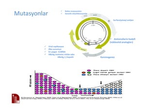 Mutasyonlar
Nokta mutasyonları
Genetik rekombinasyonlar
Viral replikasyon
Hbe sunumun
En yaygın G1896A
HBeAg üretimini inhibe eder
HBeAg (-) hepatit
Antivirallerin hedefi
(nükleotid analogları)
Karsinogenez
Surface(yüzey) antijen
 