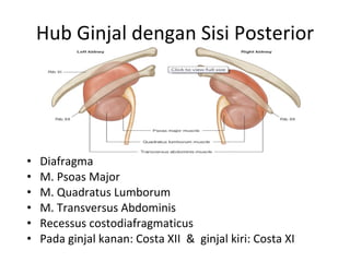 Hub Ginjal dengan Sisi Posterior Diafragma M. Psoas Major M. Quadratus Lumborum M. Transversus Abdominis Recessus costodiafragmaticus Pada ginjal kanan: Costa XII  &  ginjal kiri: Costa XI 
