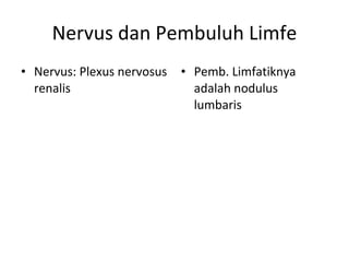 Nervus dan Pembuluh Limfe Nervus: Plexus nervosus renalis Pemb. Limfatiknya adalah nodulus lumbaris 