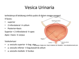 Vesica Urinaria terletaknya di belakang simfisis pubis di dalam rongga panggul. 4 facies: superior 2 inferolateral -> collum Posterior=basis Superior + 2 inferolateral -> apex Apex + basis -> corpus Vaskularisasi a. vesicalis superior -> bag. atas a. vesicalis inferior -> bag.bawah & collum a. vesicalis mediale -> fundus 