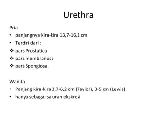 Urethra Pria panjangnya kira-kira 13,7-16,2 cm Terdiri dari : pars Prostatica pars membranosa pars Spongiosa. Wanita Panjang kira-kira 3,7-6,2 cm (Taylor), 3-5 cm (Lewis) hanya sebagai saluran ekskresi 