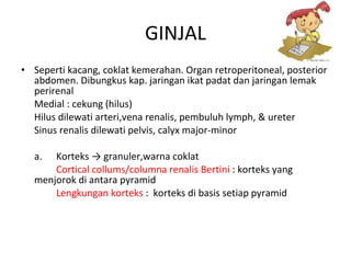 GINJAL Seperti kacang, coklat kemerahan. Organ retroperitoneal, posterior abdomen. Dibungkus  kap .  jaringan ikat padat dan jaringan lemak perirenal Medial : cekung  (hilus) Hilu s  dilewati arteri,vena renalis, pembuluh lymph,  &  ureter Sinus renalis dilewati pelvis, calyx major-minor   a.  Korteks -> granuler,warna coklat Cortical collums/columna renalis Bertini  : kortek s  yang menjorok di an ta r a  pyramid Lengkungan korteks  :   korteks di basis setiap   pyramid 