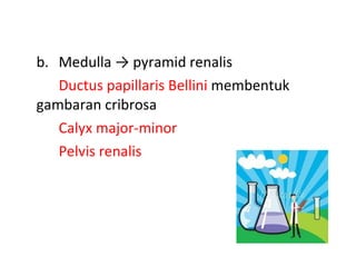b.  Medulla -> pyramid renalis Ductus papillaris Bellini  membentuk  gambaran c ribrosa Calyx major-minor Pelvis renalis 