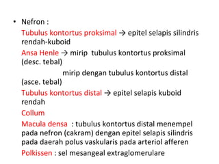 Nefron : Tubulus kontortus proksimal  -> epitel selapis silindris rendah-kuboid Ansa Henle  -> mirip  tubulus kontortus proksimal   (desc .  tebal)   mirip dengan tubulus kontortus distal (asc e.  tebal) Tubulus kontortus distal  -> epitel selapis kuboid rendah Collum Macula densa  : tubulus kontortus distal menempel pada nefron  ( cakram )   dengan  epitel selapis silindris pada daerah polus vaskularis pada arteriol afferen Polkissen  : sel mesangea l  extraglomerulare 