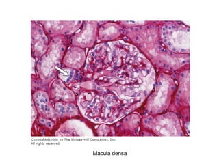 Macula densa 