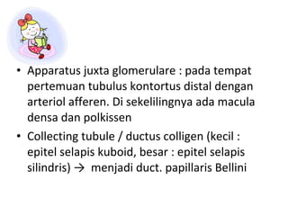 Apparatus juxta glomerulare  :  pada tempat pertemuan tubulus kontortus distal dengan arteriol afferen. Di sekelilingnya ada macula densa dan polkissen Collecting tubule / ductus colligen (kecil : epitel selapis kuboid, besar : epitel selapis silindris)  ->   menjadi duc t.  papillaris Bellini 