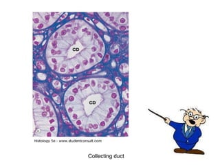Collecting duct 