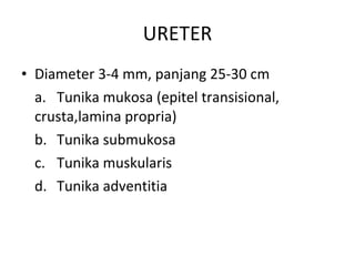 URETER Diameter 3-4 mm, panjang 25-30 cm a.  Tunika mukosa (epitel transisional, crusta , lamina propria) b.  Tunika submukosa c.  Tunika muskularis d.  Tunika adventitia 