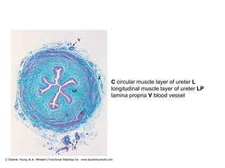 C  circular muscle layer of ureter  L  longitudinal muscle layer of ureter  LP  lamina propria  V  blood vessel 