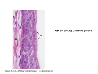 Um  sel payung  LP  lamina propria 